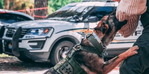 Security Guard with Dogs