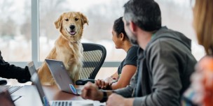 A Furry Friend At Work