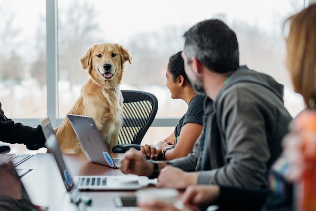 A Furry Friend At Work