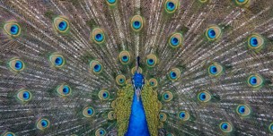 A Peacock 