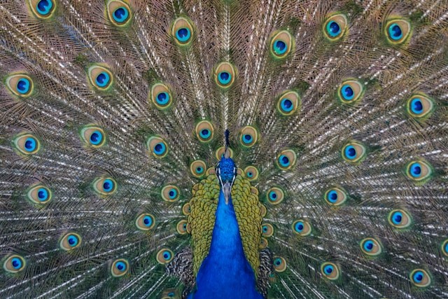 A Peacock 