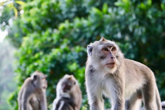 Group of Monkeys