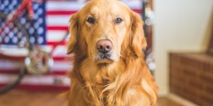 A photo of a Golden Retriever with US flag behind