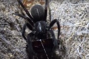 Australian funnel-web spider