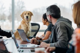 A Furry Friend At Work