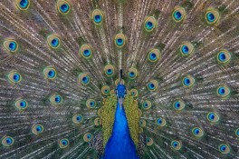 A Peacock 