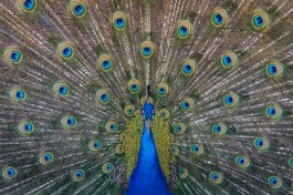 A Peacock 