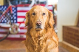 A photo of a Golden Retriever with US flag behind